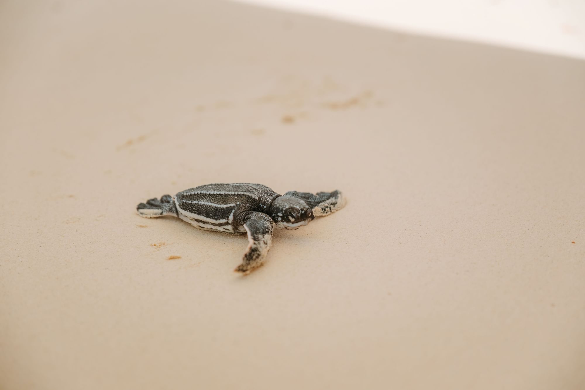 Sea Turtles hatching at Eagle Beach and Amsterdam Manor Beach Resort