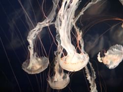 Jellyfish at Vancouver Aquarium near Paradox Hotel Vancouver