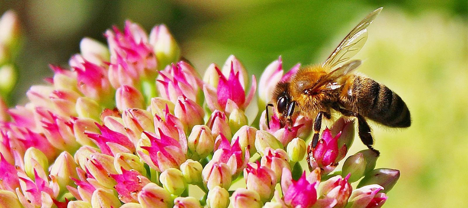 Things to Do in Danbury, CT Ethan Allen Hotel