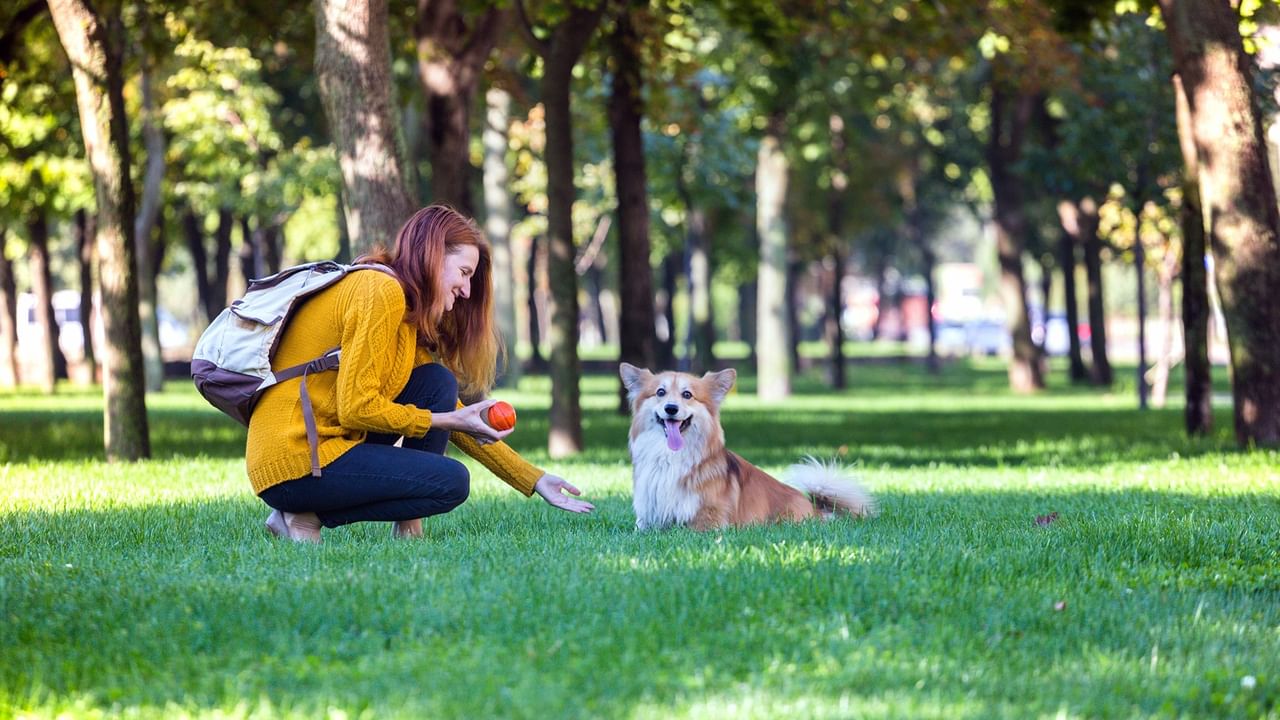 Woman playing with a dog in a park