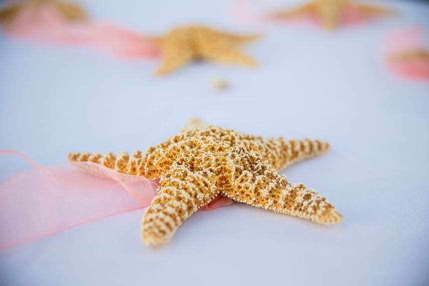 Close up of starfish at Windsong Resort On The Reef
