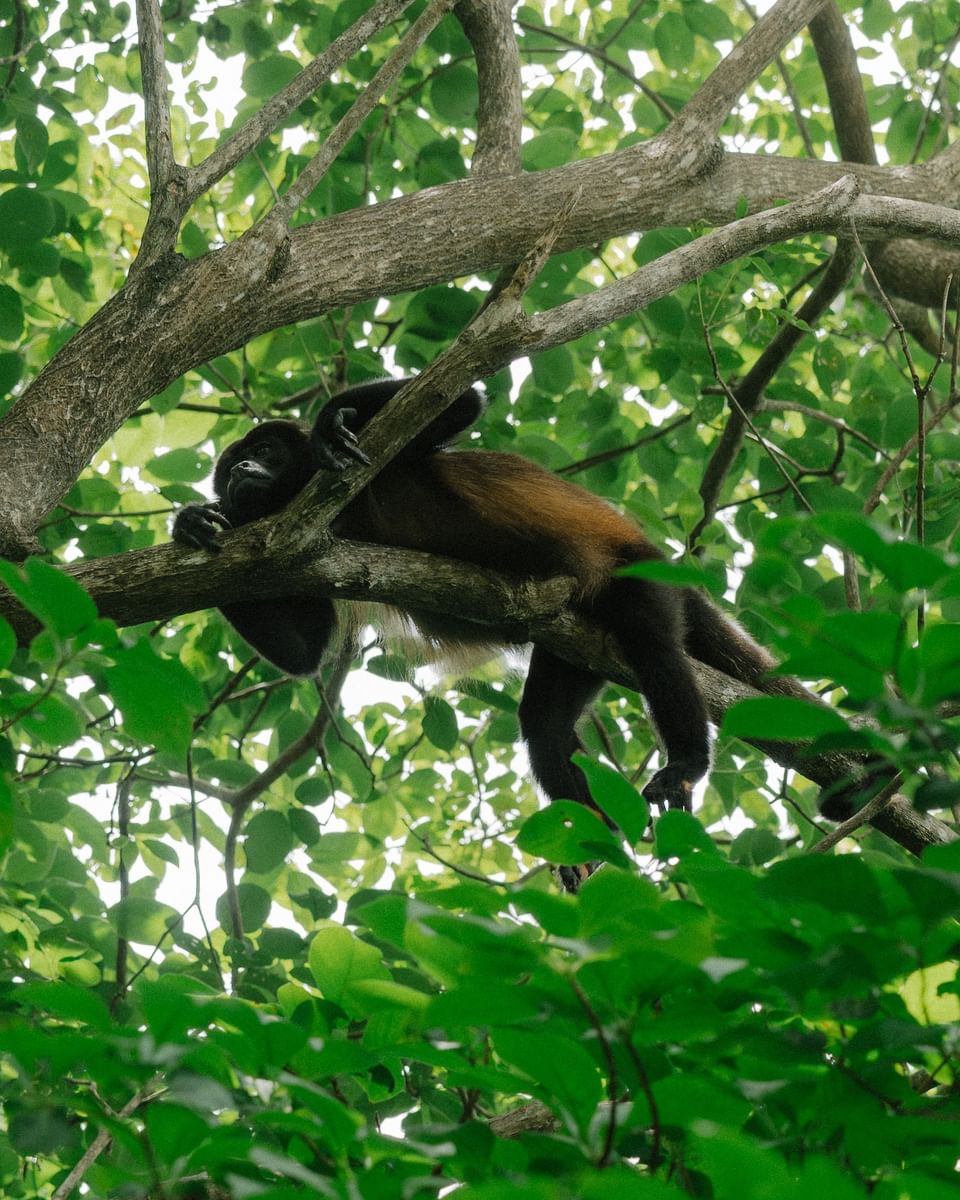 Howler monkey resting on a tree branch in the lush jungle at Morgan\'s Rock, a sustainable jungle lodge near San Juan del Sur