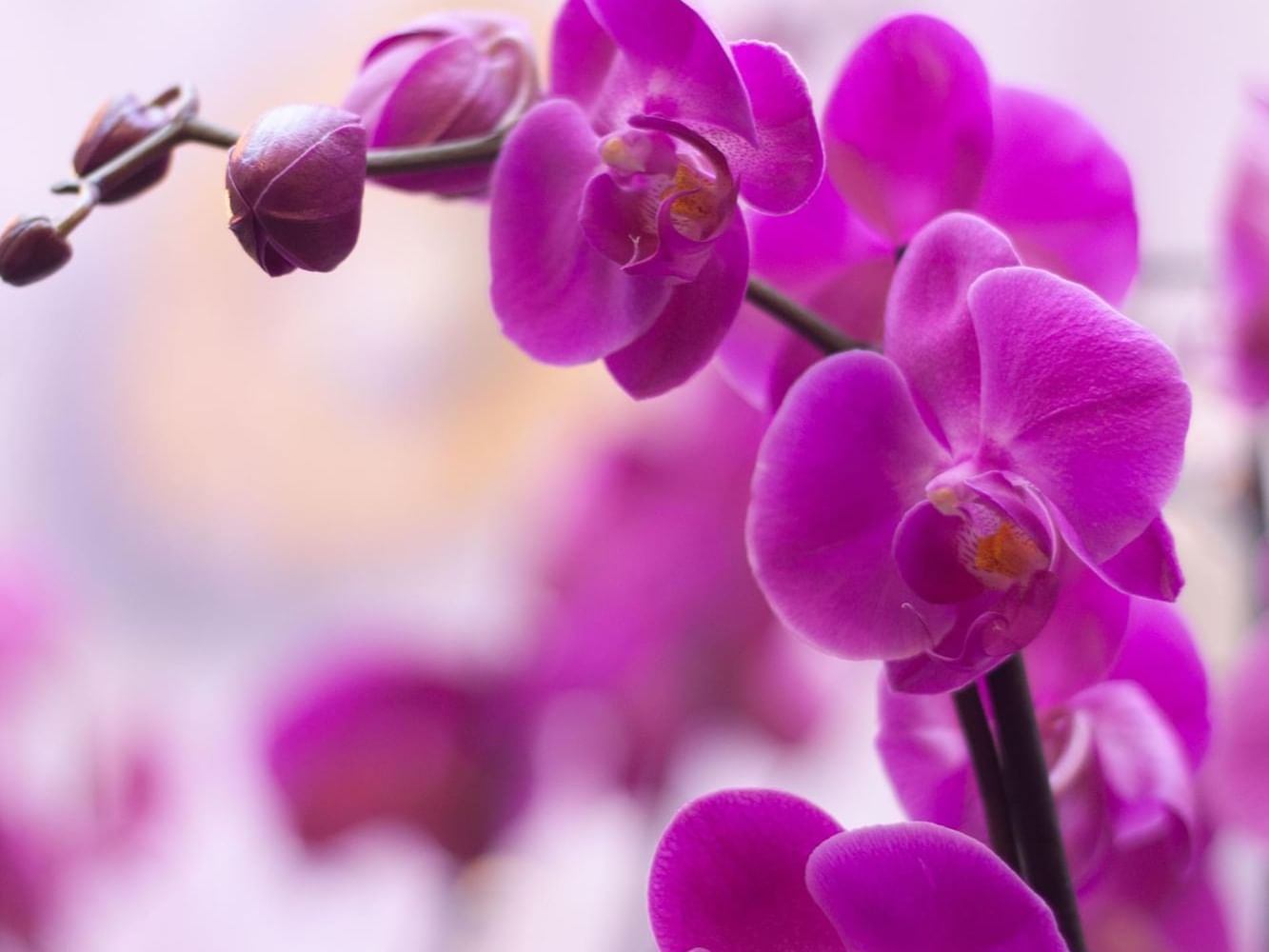 Close-up of Purple Orchid Flowers at Villas Sol Beach Resort