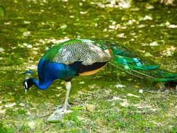 A Peacock at Hope Gardens near Courtleigh Hotel & Suites