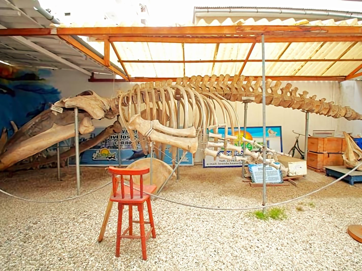 Closeup of a whale skeleton at Whale Museum near Colón Salinas