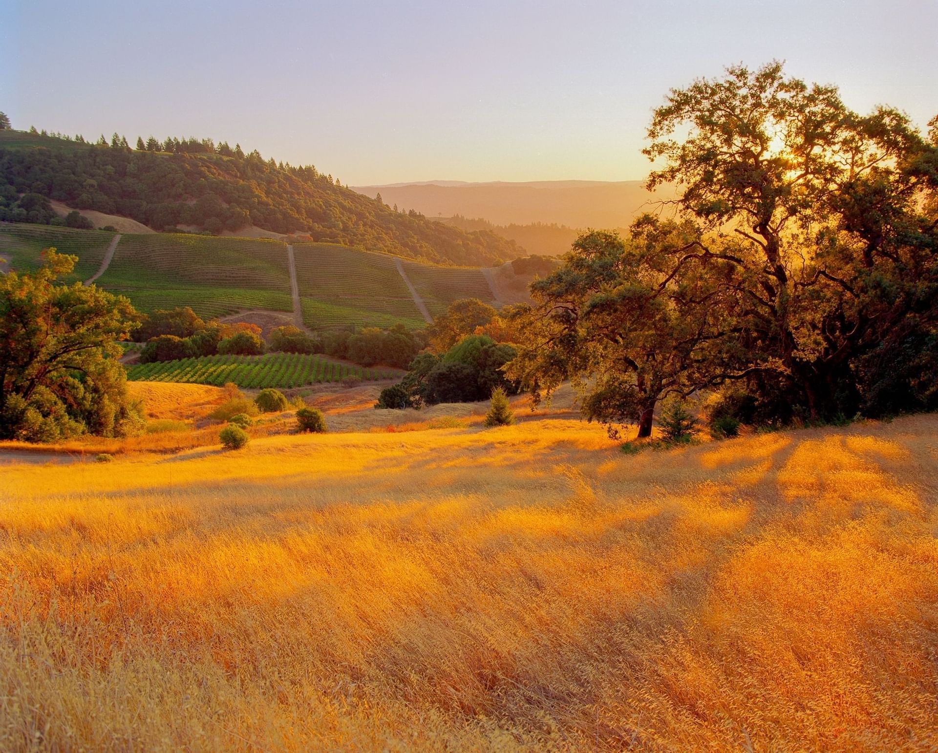 orange field during sunrise
