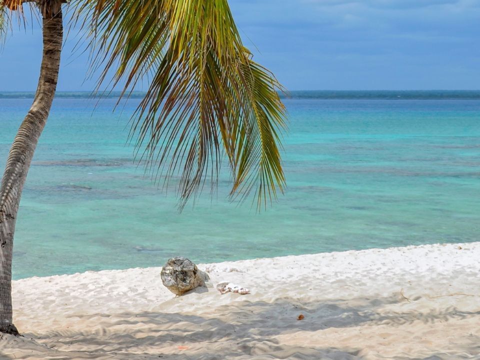 Palmera en una playa de arena blanca con vista al agua azul cristalina cerca de Camino Real Hotels