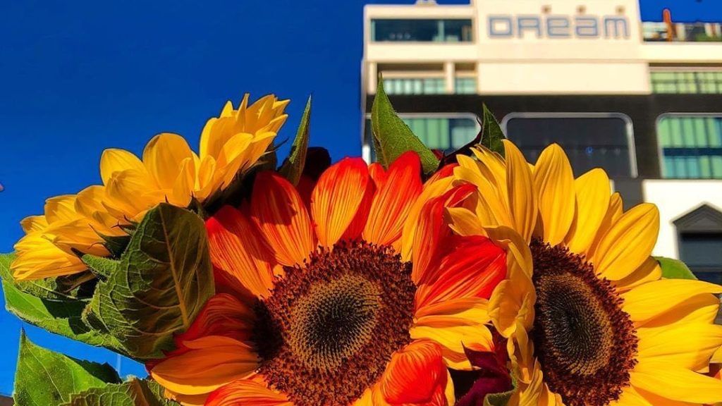 Dream Hotel front view with three Sun flowers.