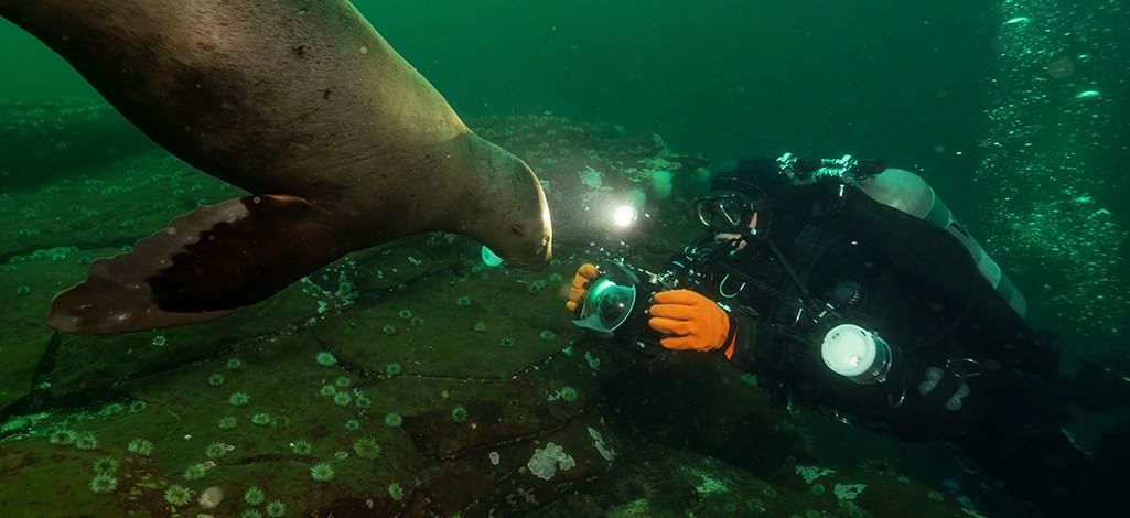 Sea lion swimming underwater in the Pacific Ocean