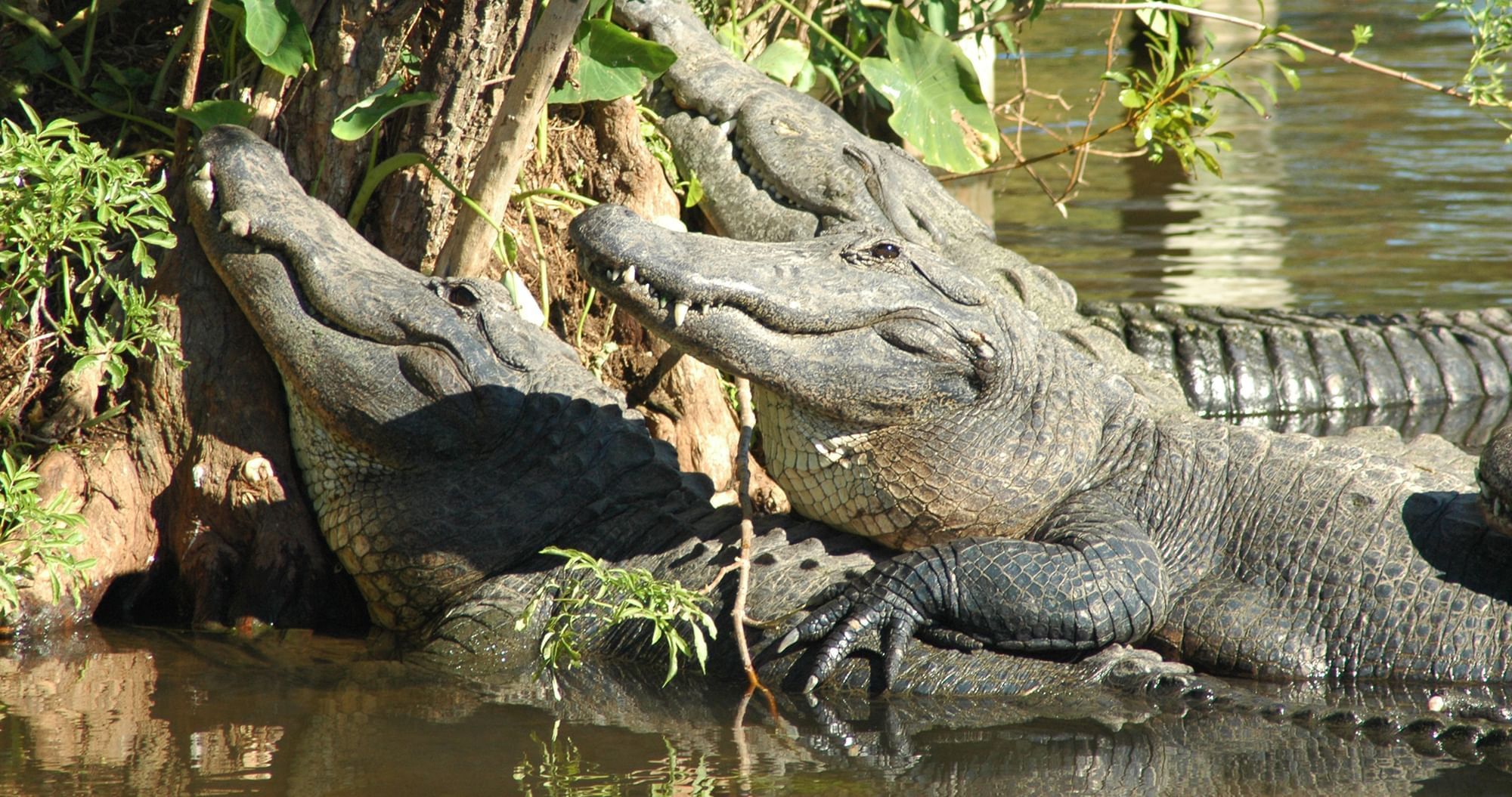 Three large alligators sun themselves along the bank of a shallow swamp.