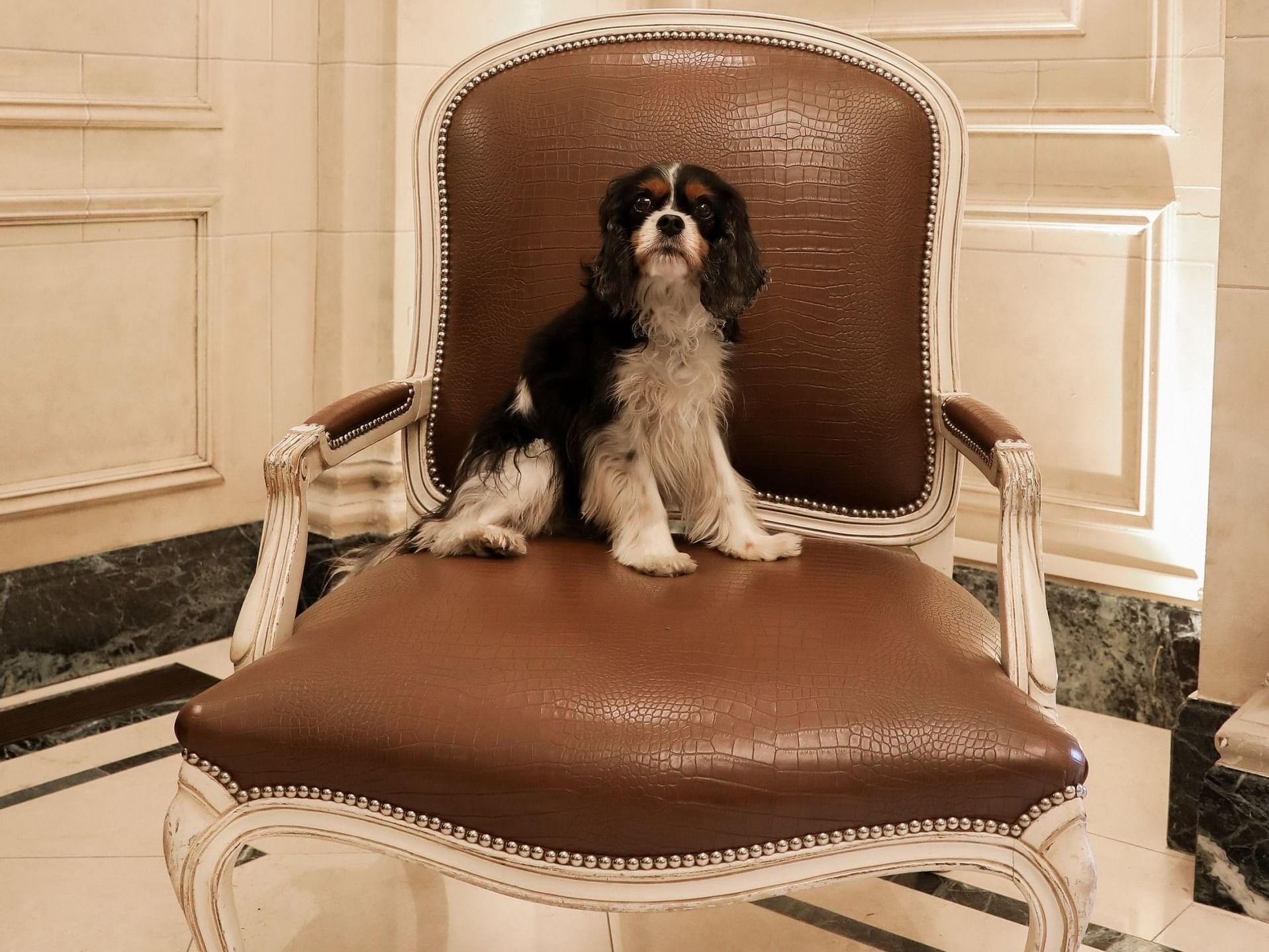 An adorable puppy sitting on a large chair at The Eliot Hotel