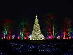 outdoor lights lit up trees at cantigny