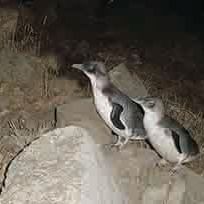 Two baby penguins in the Wilderness near Strahan Village 