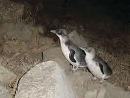 Two baby penguins in the Wilderness near Strahan Village