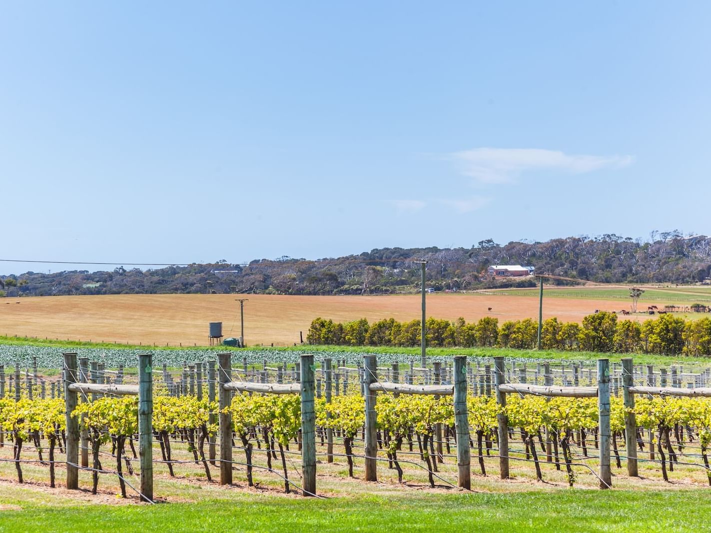 View of a Vineyard near the Gordon River Cruise 