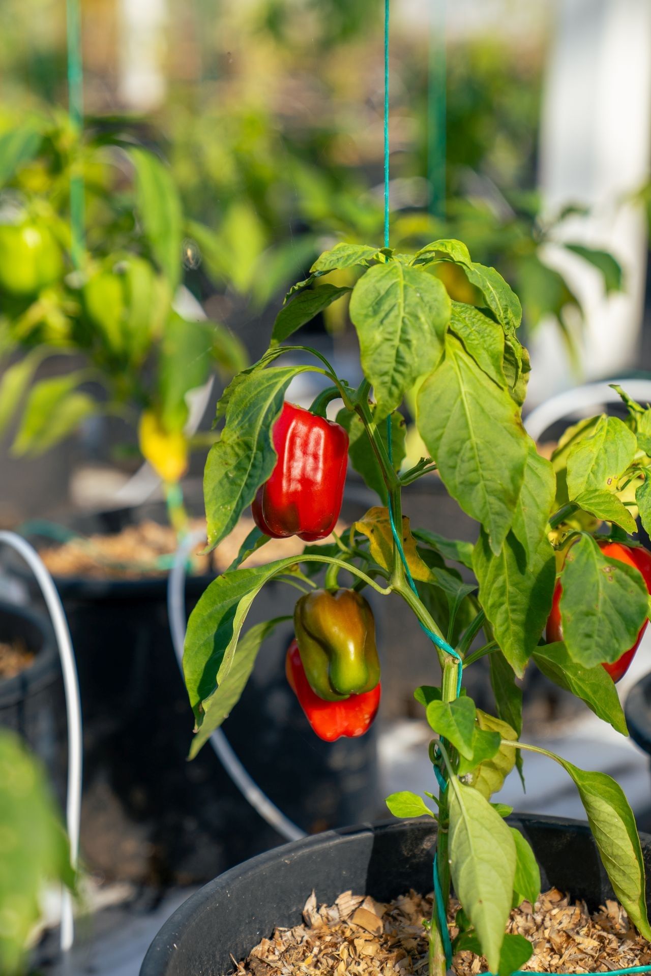 Fresh red bell peppers growing on a potted green plant inside the warm organic agricultural greenhouse at Golden Rock Resort