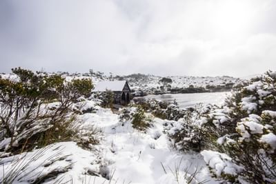 Trees covered with snow near Cradle Mountain Hotel