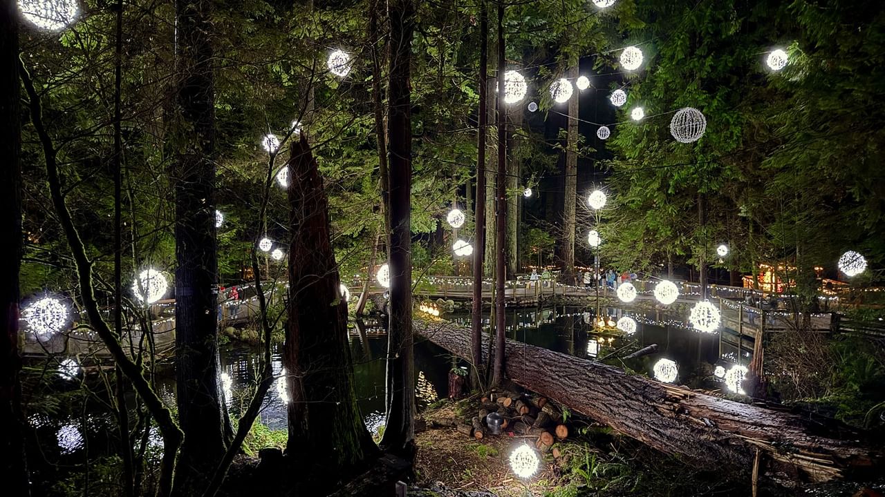 A beautiful forest lit by lights at night.