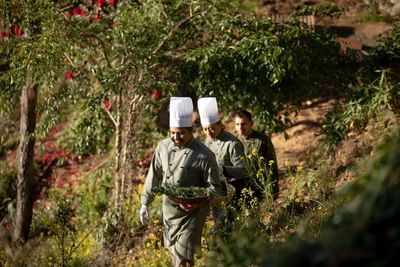 Chefs walking through the garden with herbs at The Terraces Resort & Spa