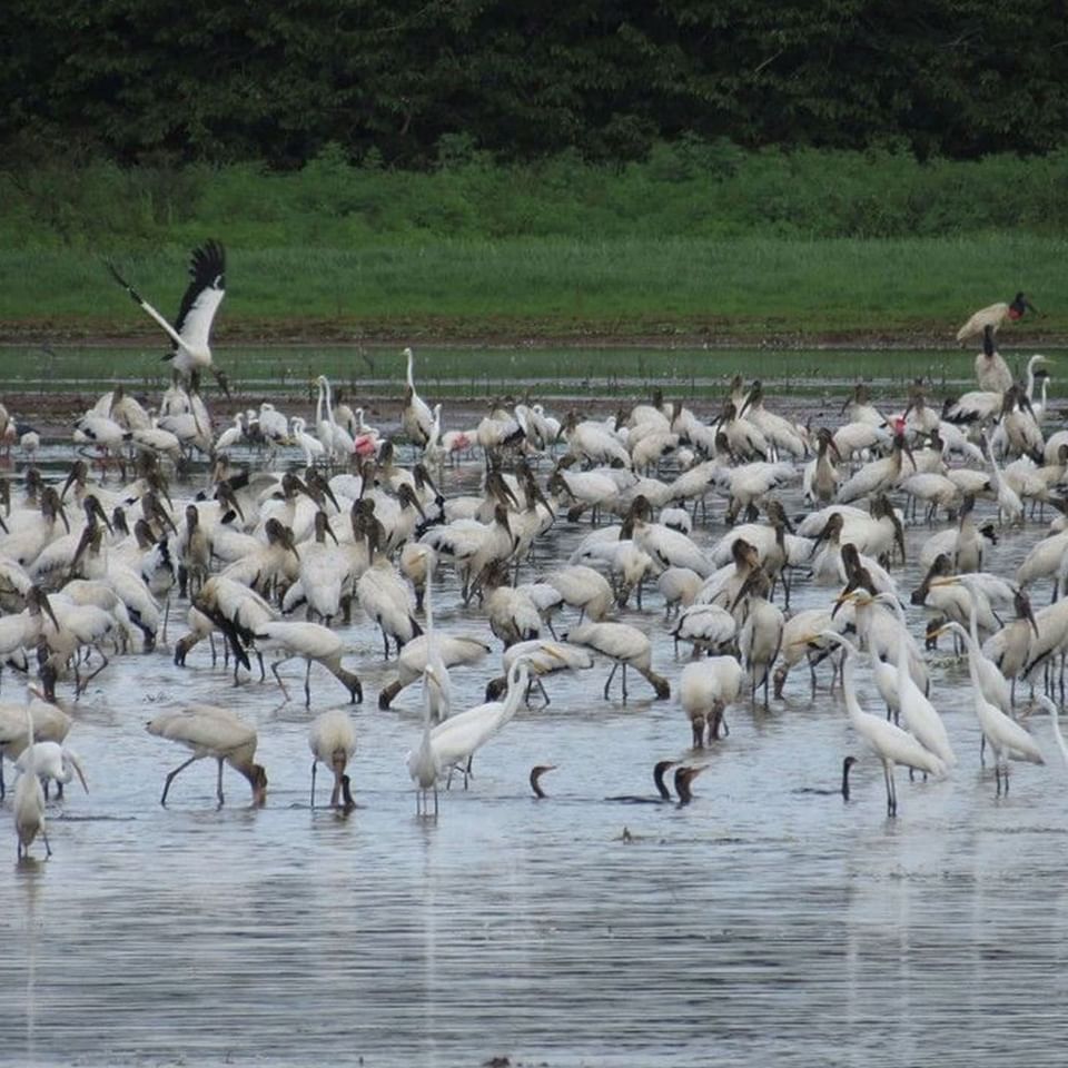 Storks in Caño Negro Wildlife Refuge near Hideaway Rio Celeste