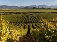 Mass field view of Ventisquero Vineyard at NOI Blend Colchagua