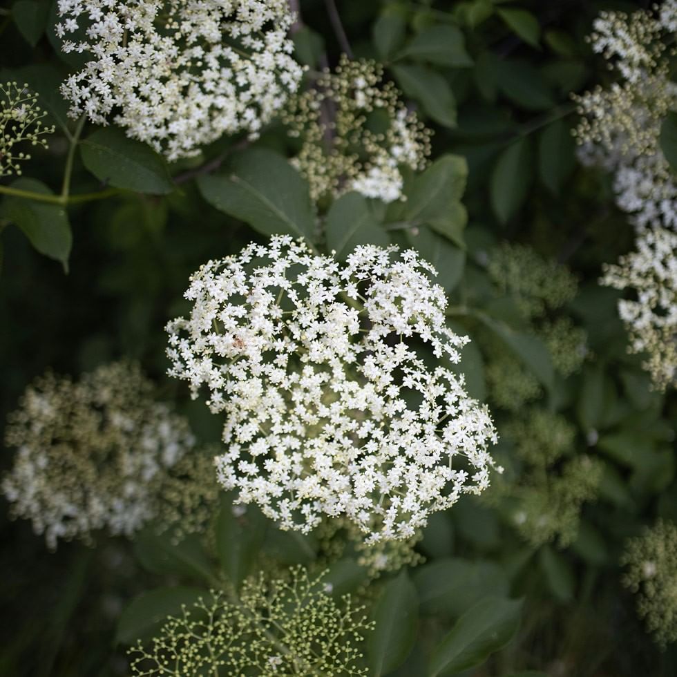 Fiori di biancospino con foglie verdi in primo piano per la degustazione di succhi pregiati