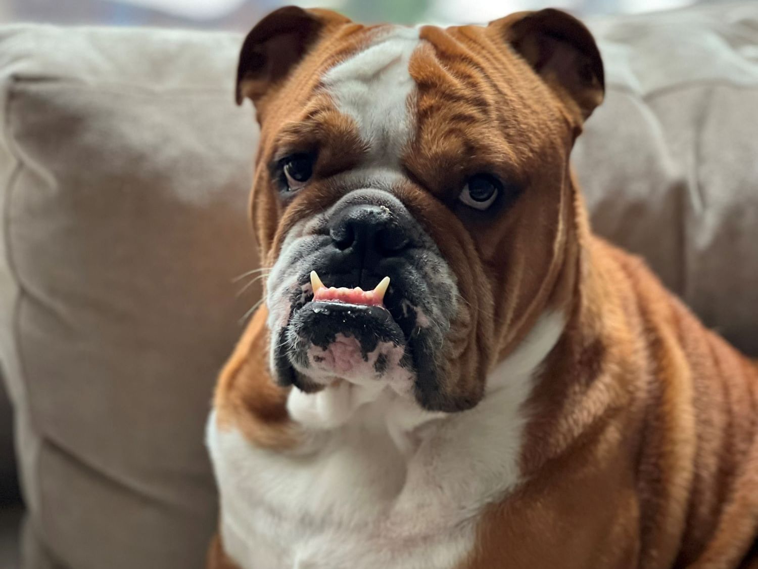 A cute English Bulldog inside the Empire Hotel