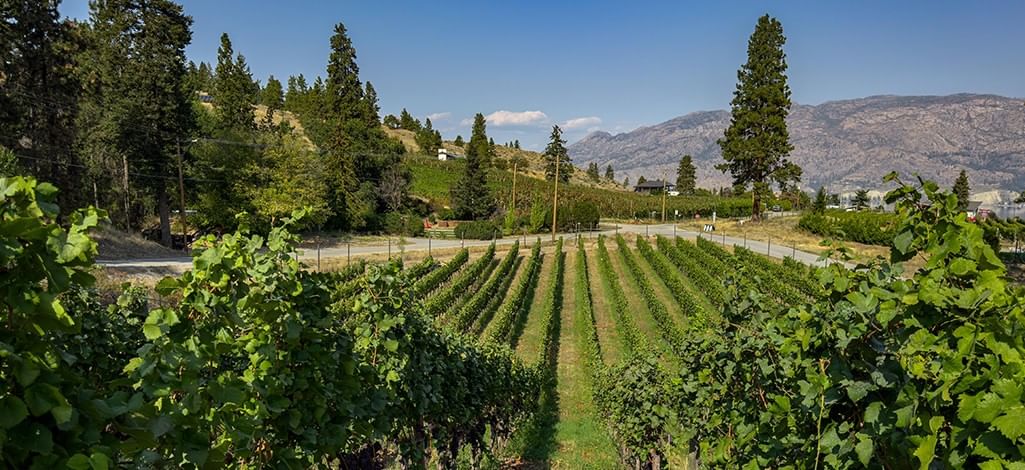 Vineyard in the South Okanagan with rows of grapevines