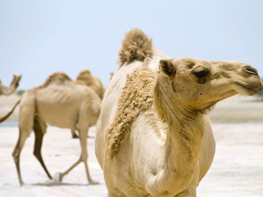 Camels on the East Coast of the UAE near DAMAC Hotels & Resorts, the best luxury hotel apartment in Dubai