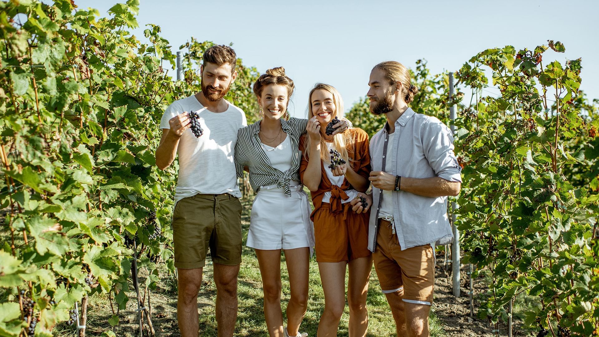 Group of four people standing in a vineyard, smiling and holding bunches of grapes near Coast Penticton Hotel
