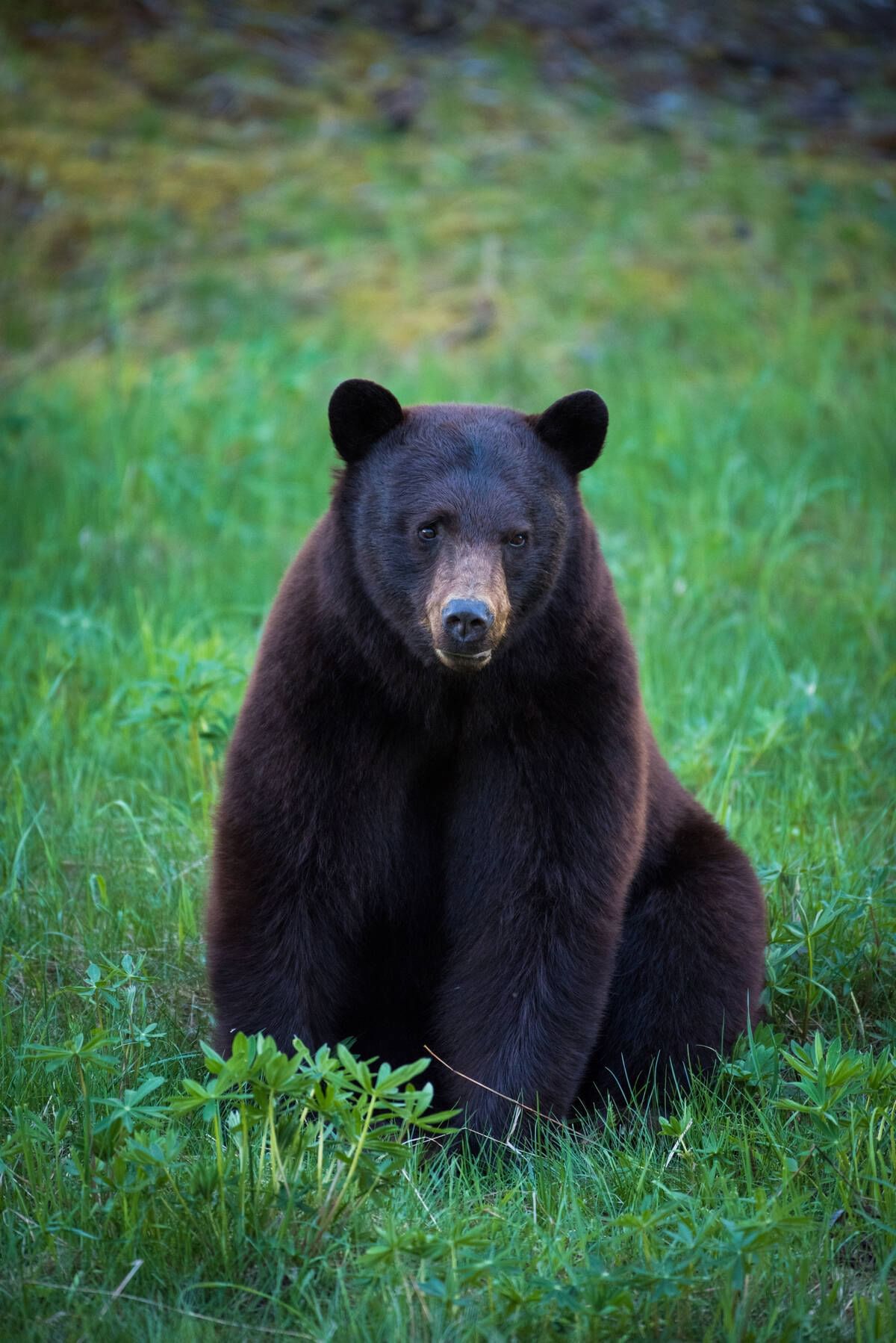 Close-up of a Black bear eating grass near Blackcomb Springs Suites