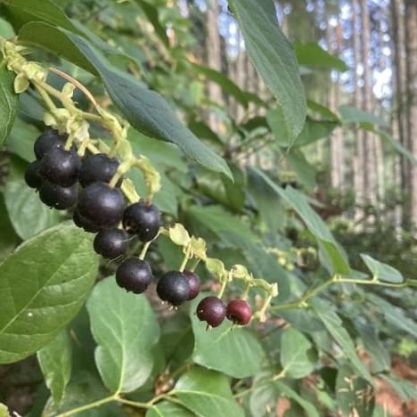 Berries at the forest near Alderbrook Resort & Spa