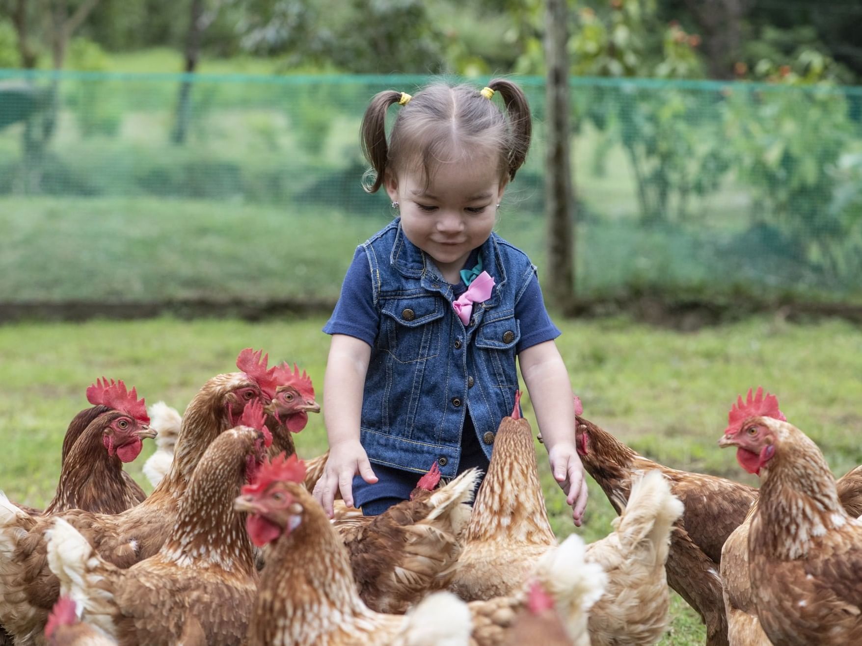 child petting chickens