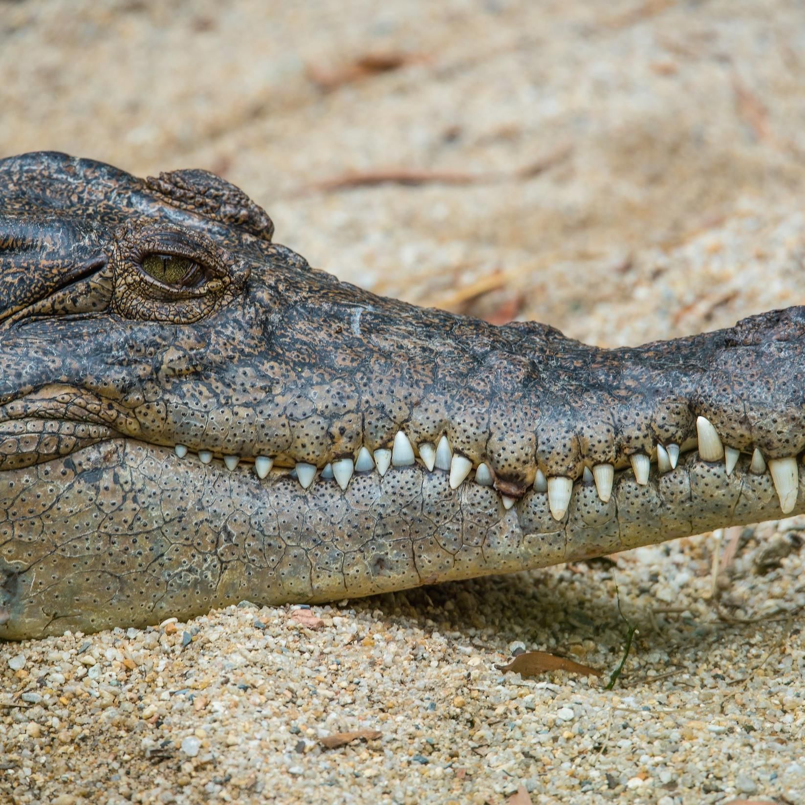 A Saltwater Crocodile captured in Gatorland near DOT Hotels