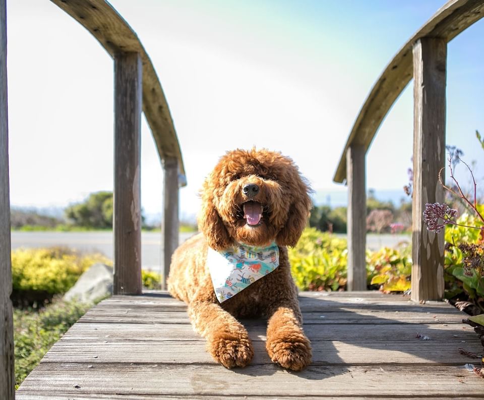 Fluffy dog on a wooden boardwalk near the coastal path at one of the Pet-friendly hotels in Cambria, Sea Otter Inn
