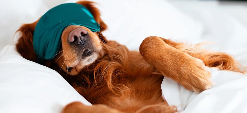 A dog wearing a sleeping mask rests in a comfy white bed in a hotel in Canmore.