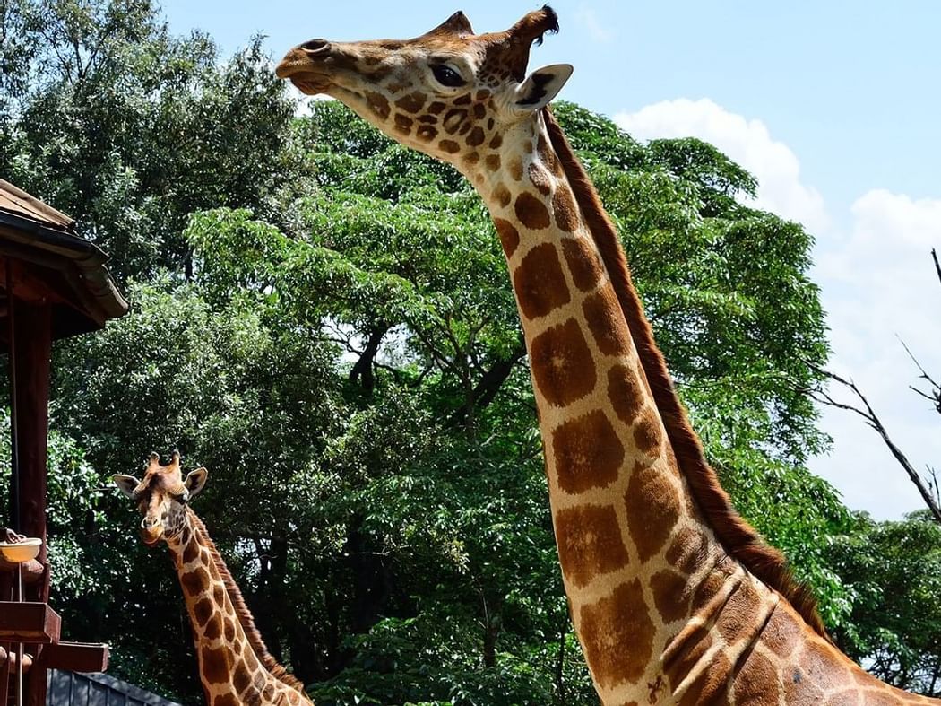 Closeup of giraffe in giraffe center near Nairobi Serena Hotel