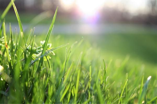 Close up image of greenery at the Secret Garden near Milton Keynes.