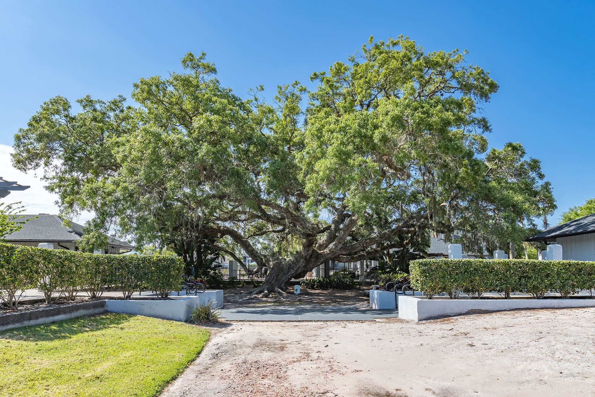 Tree Yard