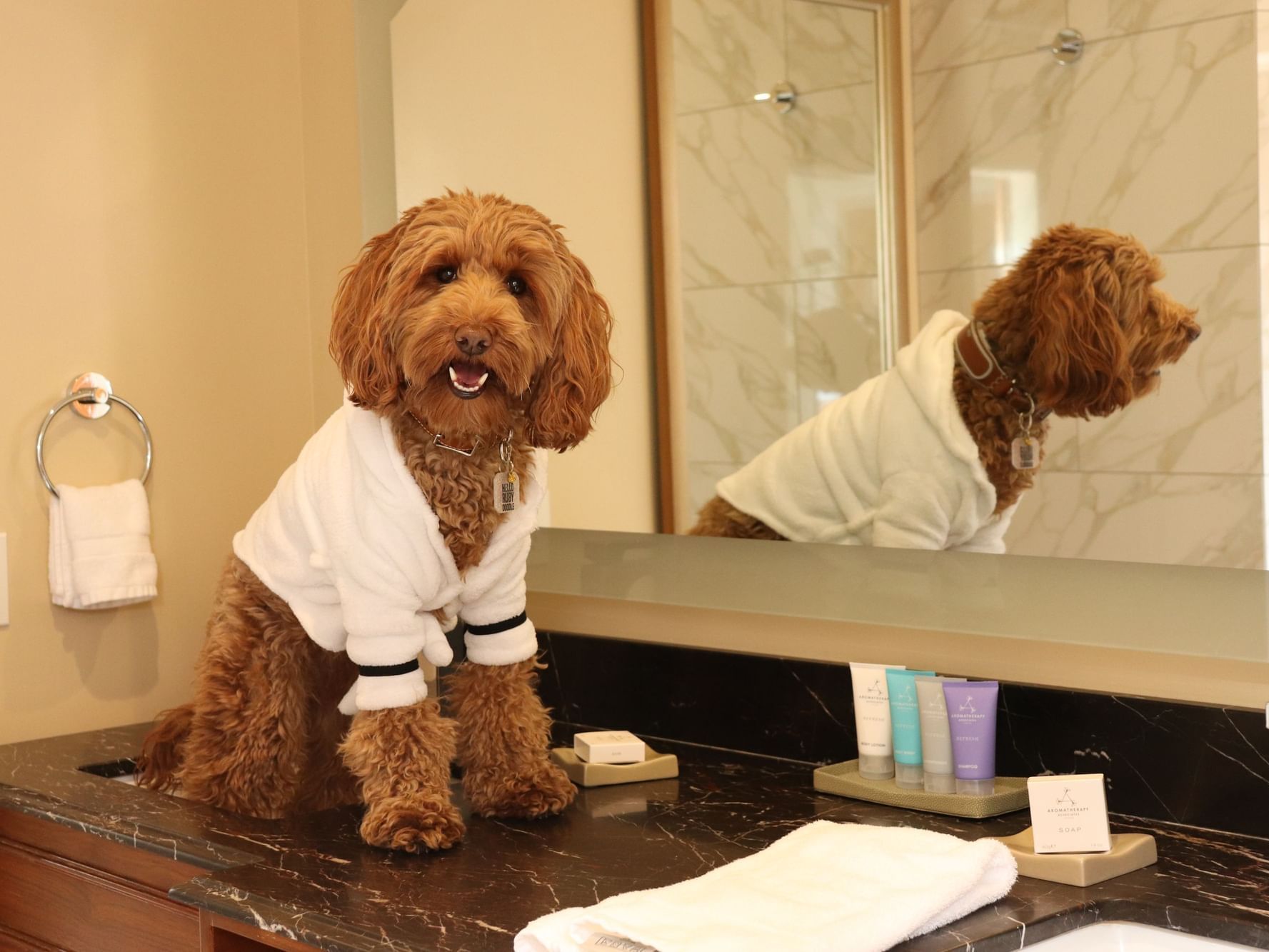 Medium sized dog wearing robe while sitting on bathroom vanity
