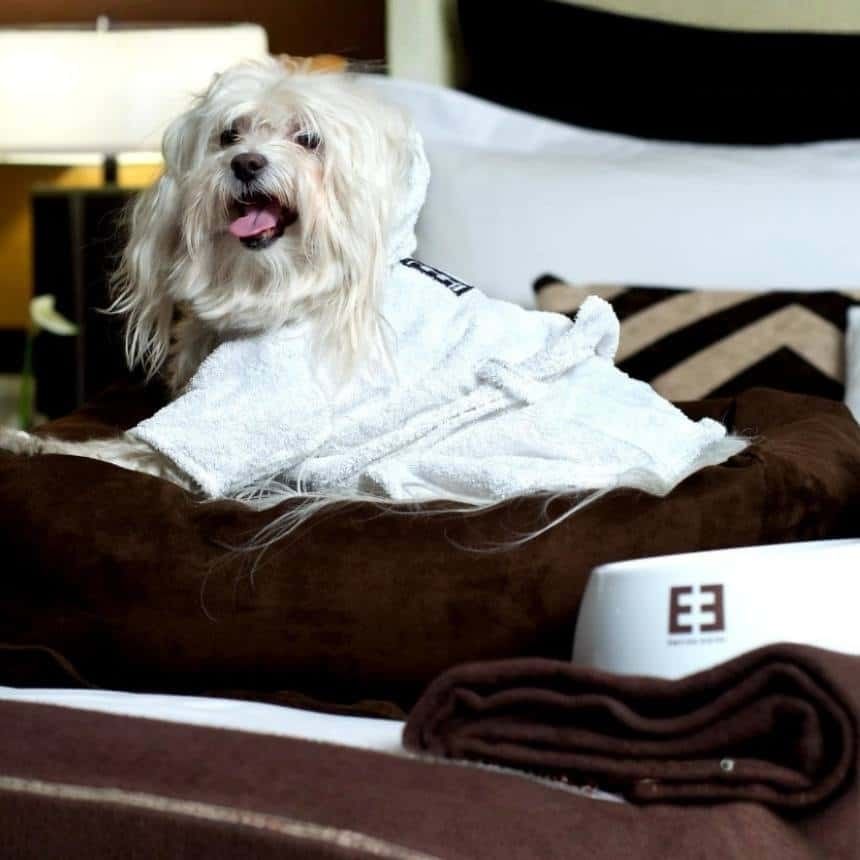 dog on the bed at the empire hotel