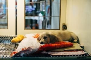 Puppy dog in a cage at an animal shelter in Orlando, Florida. 