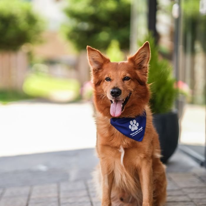 A brown dog wearing a blue bandana sits on a brick sidewalk with its tongue out.