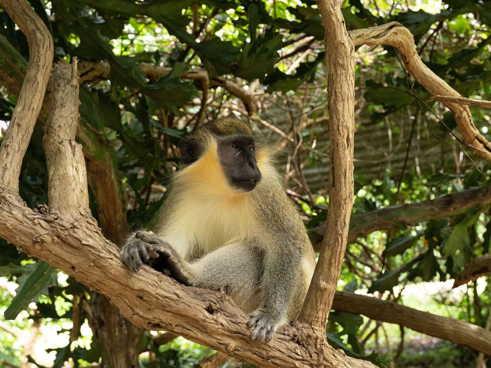 A monkey sitting on a tree at Wildlife Reserve, Southern Palms