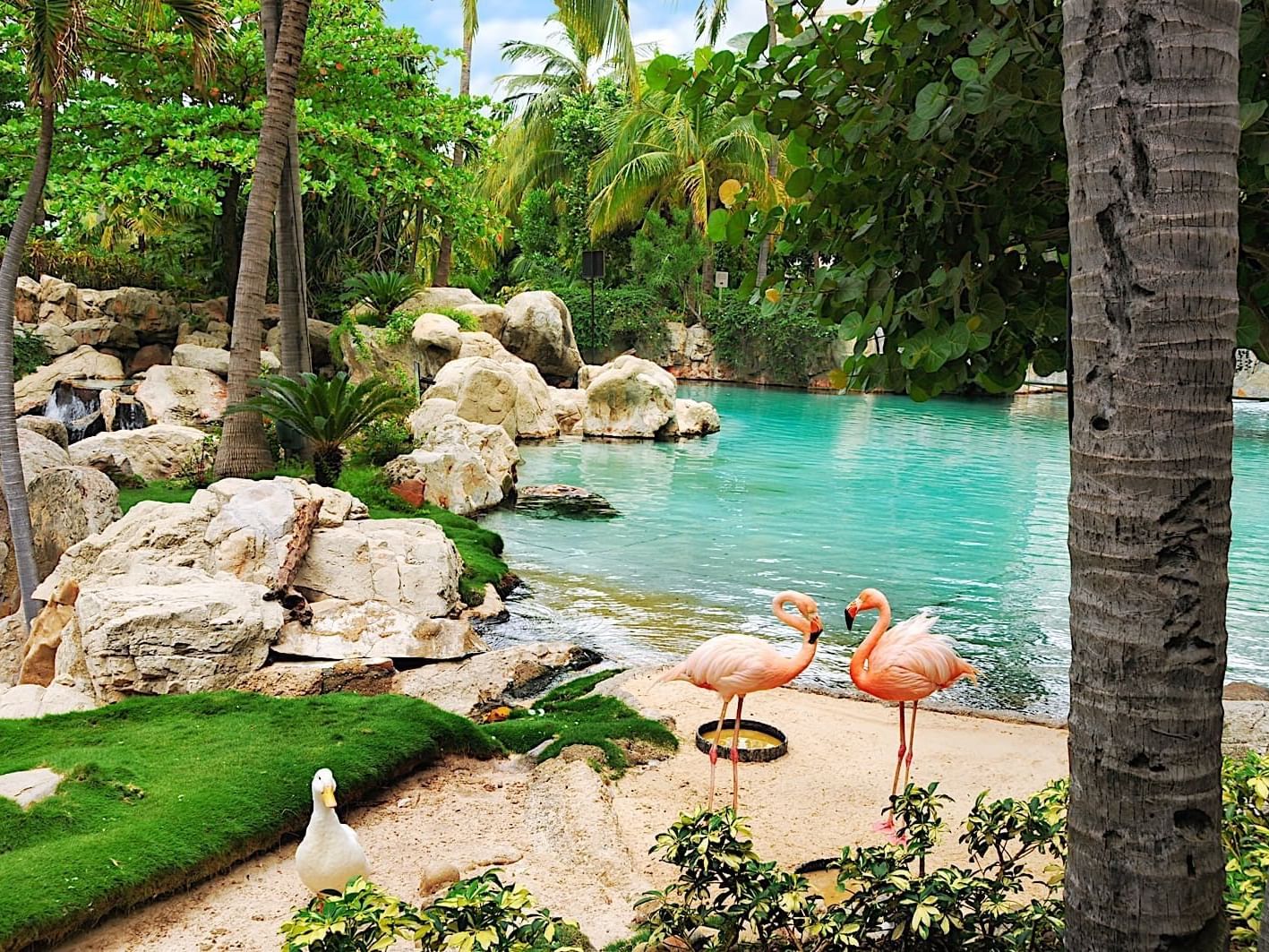 Flamingos near the pond at Princess Mundo Imperial