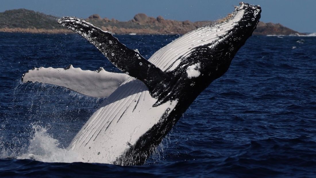 Whale Watching in Bunker Bay