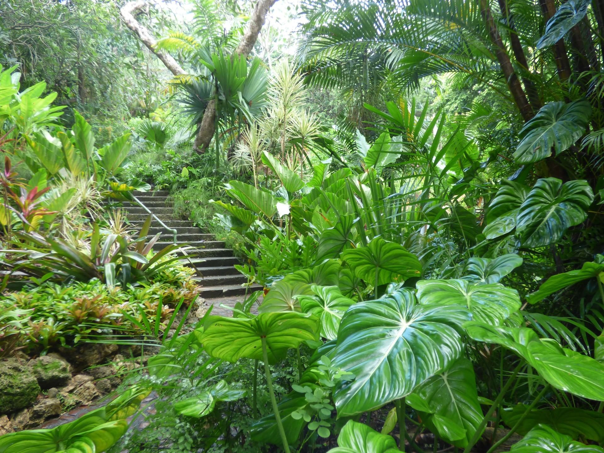 Botanical Gardens | Barbados Attractions