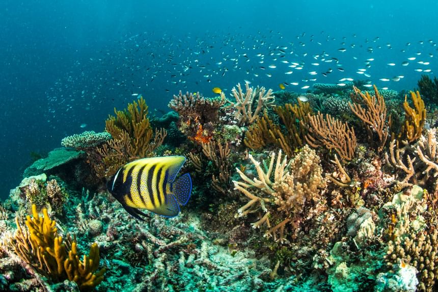 Fishes near coral reefs at Heron Island Resort in Queensland