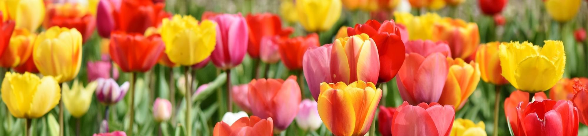 Fun in the Flowers: 3 Great Tulip Festivals in BC and Washington ...