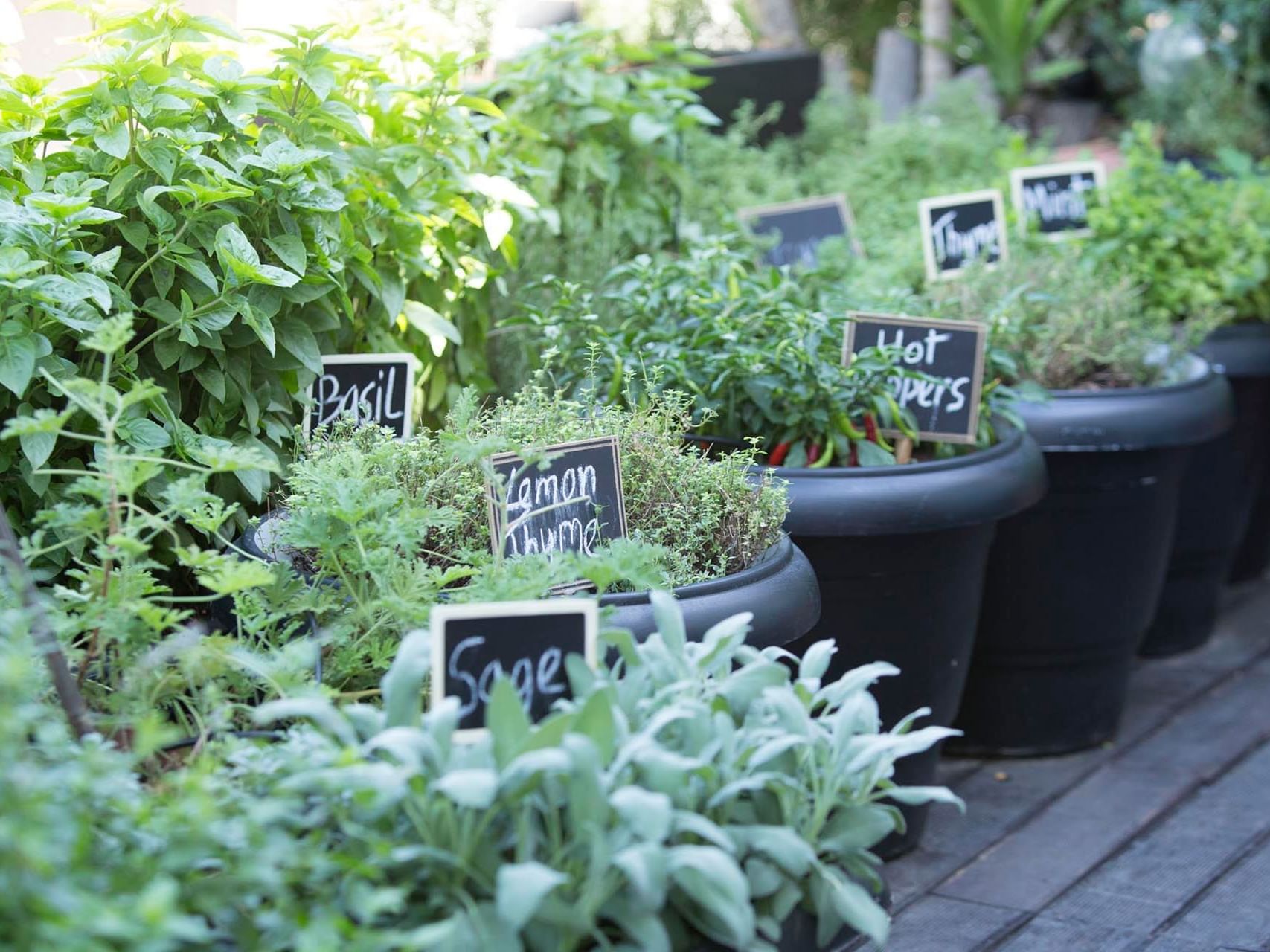 Organic Plants in pots at St George Lycabettus